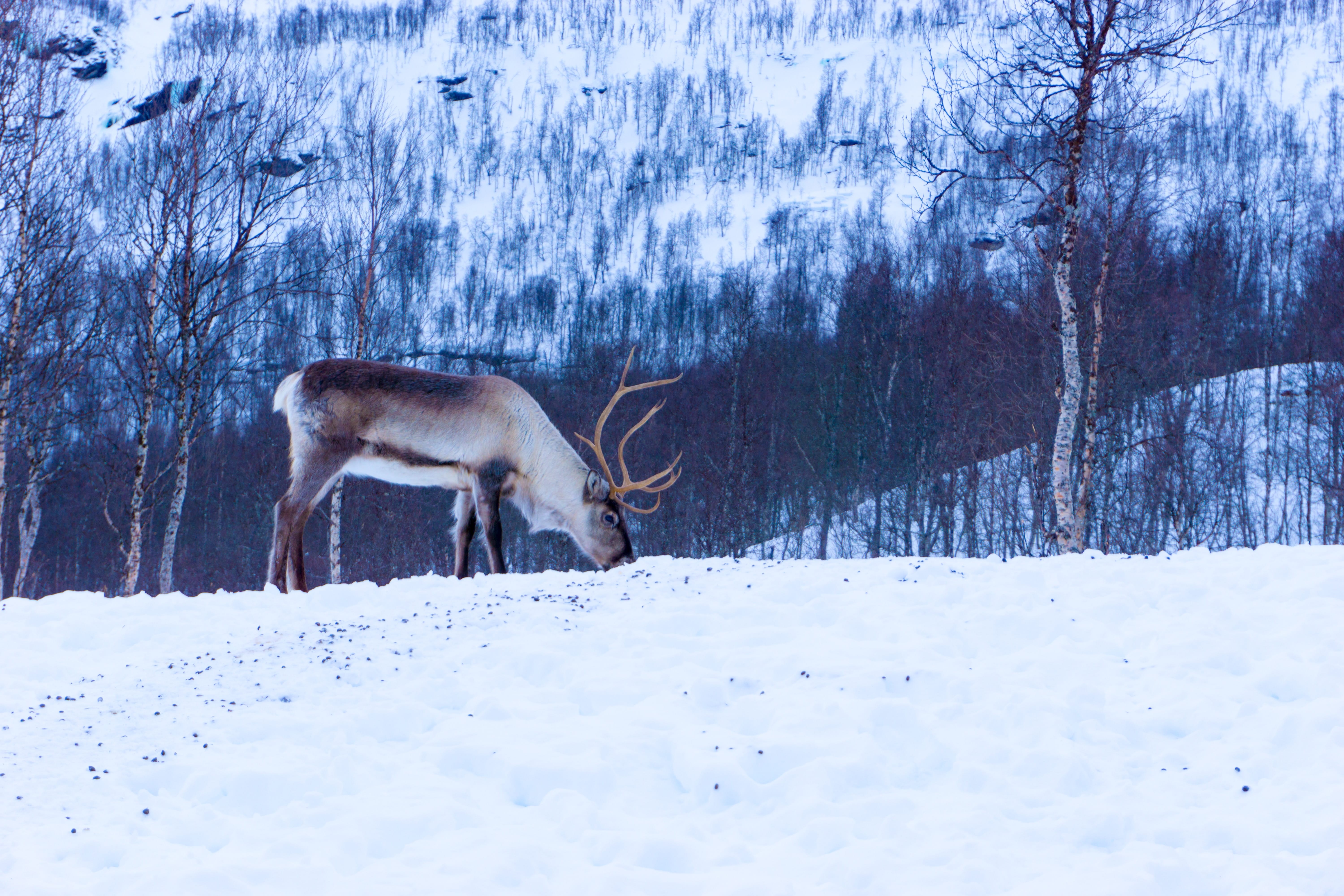 Visitar Noruega