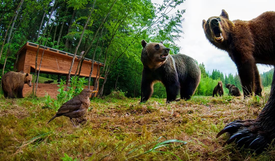 Photo Instagram by @observatordeursi lugares turísticos para ver osos